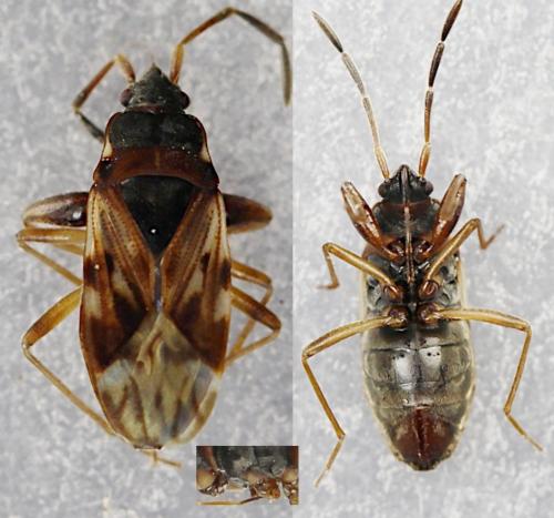 Réf. 254 271 : Scolopostethus pictus
